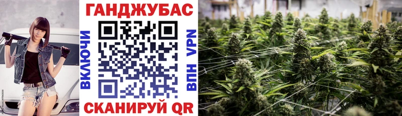 Каннабис сатива  Купить где  Гудермес 